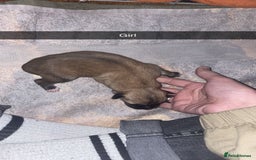 Mixed Breed dogs for sale: Huskita X Border Collie mix - Image 3