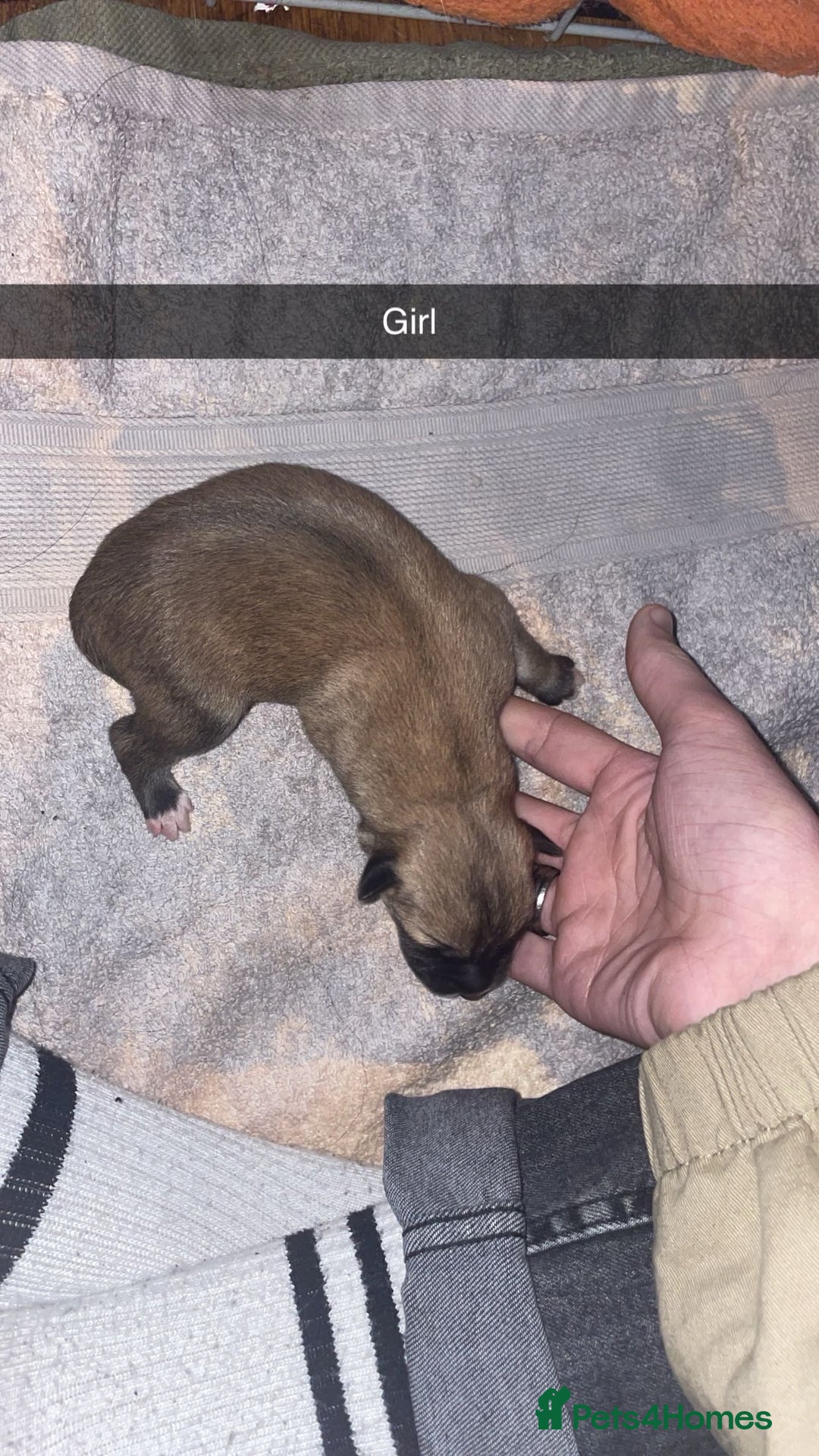 Mixed Breed dogs for sale: Huskita X Border Collie mix - Image 3