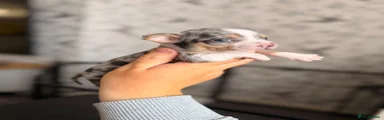 Chihuahua 2