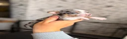 Chihuahua dogs for sale: Two gorgeous male chihuahuas puppies  - Advert 4