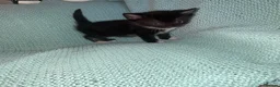 Russian Blue cats for sale: Domestic Shorthair & Russian Blue Kittens - Advert 4