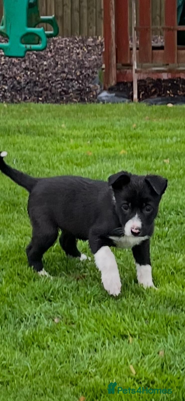 Border Collie dogs for sale: Border Collie  - Advert 1