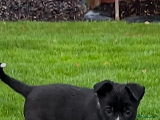 Border Collie dogs for sale: Border Collie - Advert 1