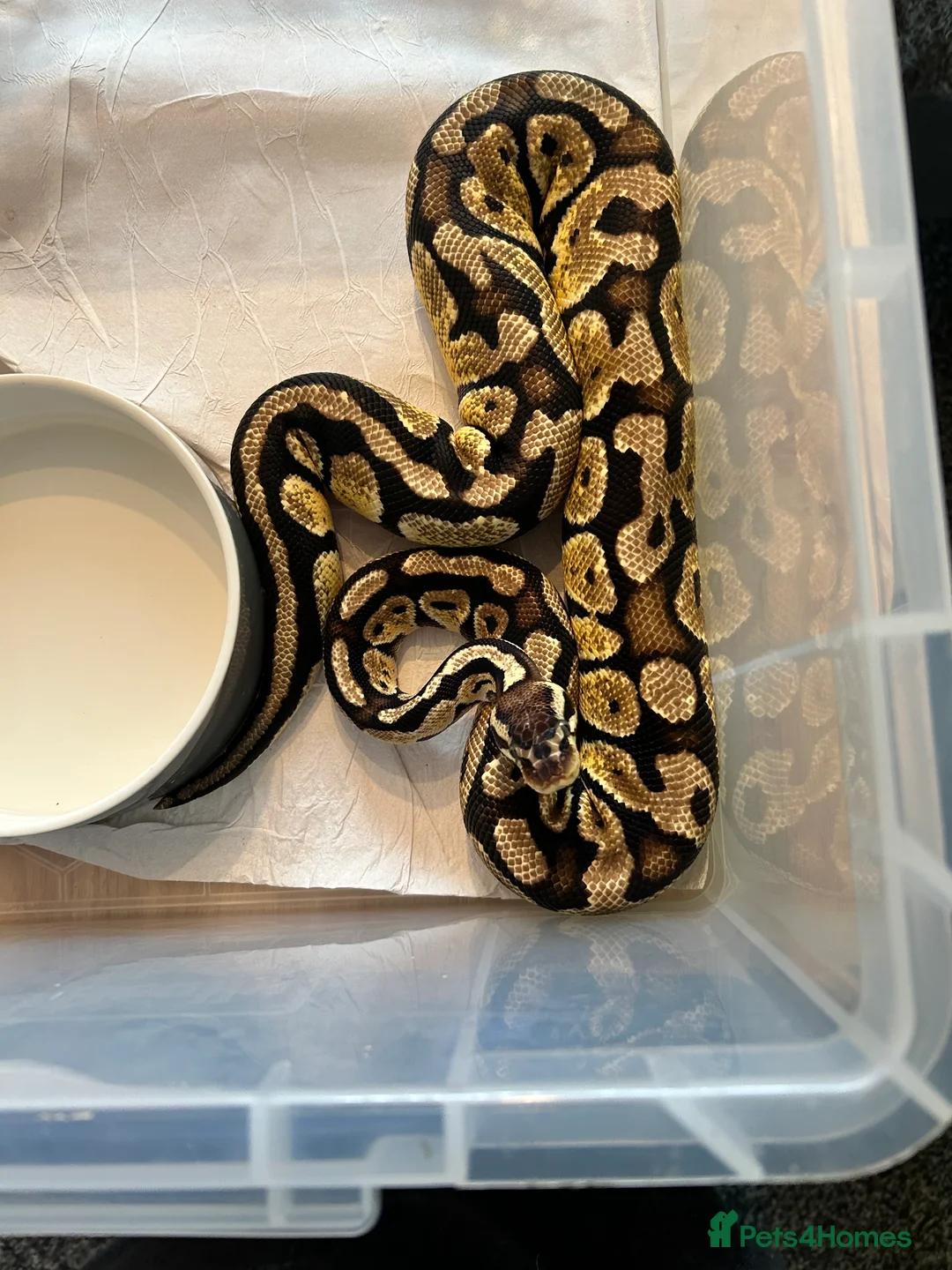 Python Snake reptiles for sale: Royal Pythons  - Advert 2