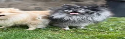 Pomeranian dogs for stud: Stunning Champion Russian Pomeranian–Black&Silver - Advert 4
