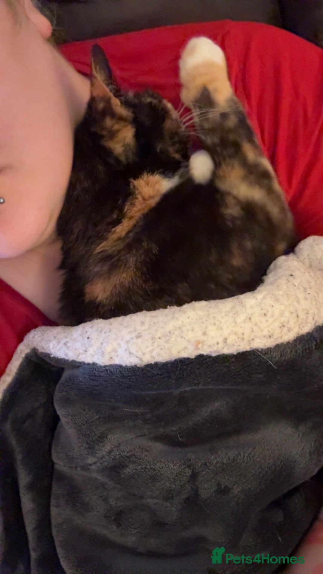 Mixed Breed cats for sale: Cookie- 4 year old female - Advert 5