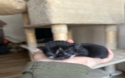 Domestic Shorthair cats for sale: 5 Little babies  - Image 2