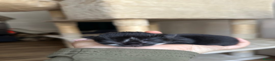 Domestic Shorthair Kitten 2