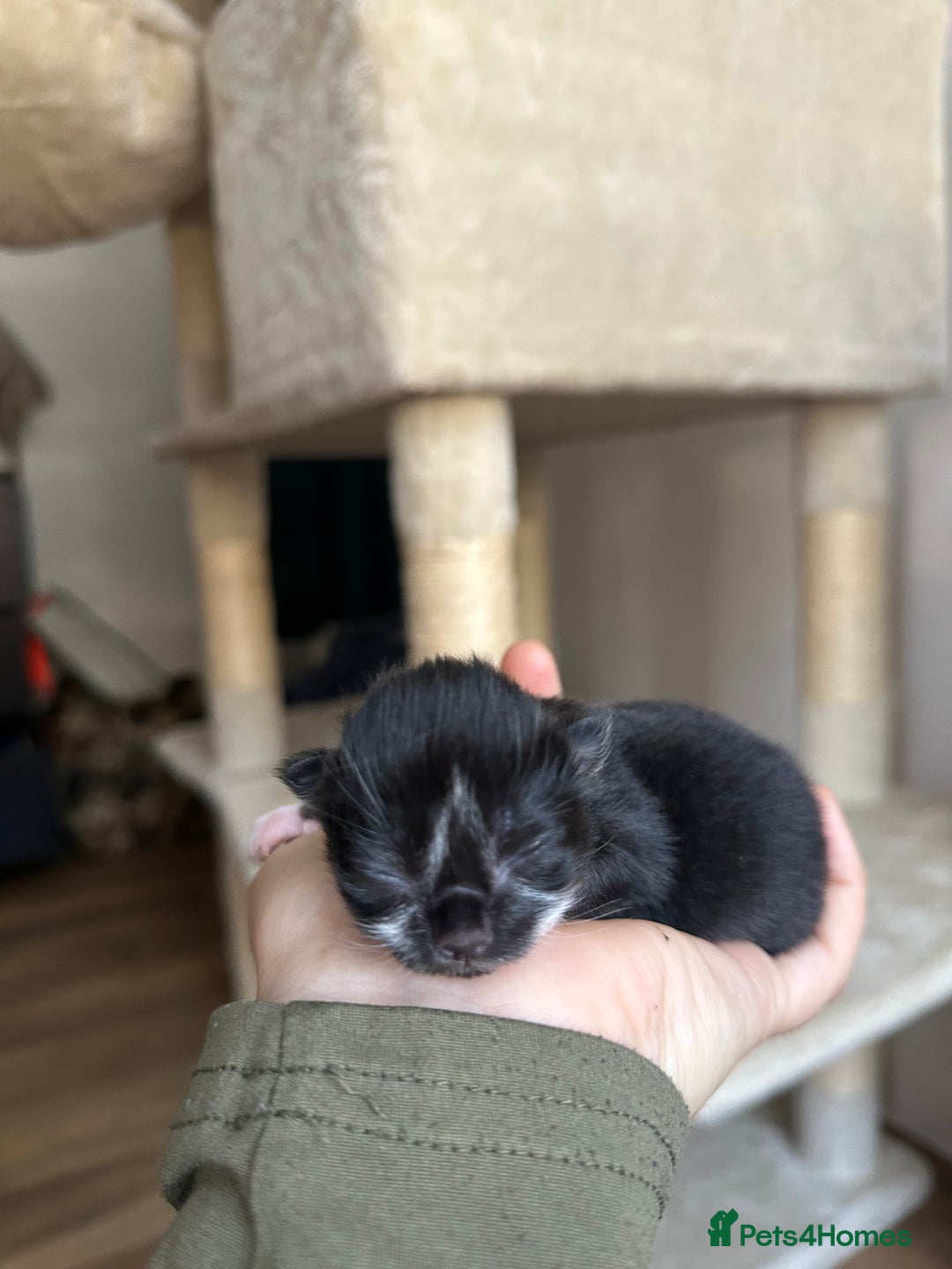 Domestic Shorthair cats for sale: 5 Little babies  - Image 2