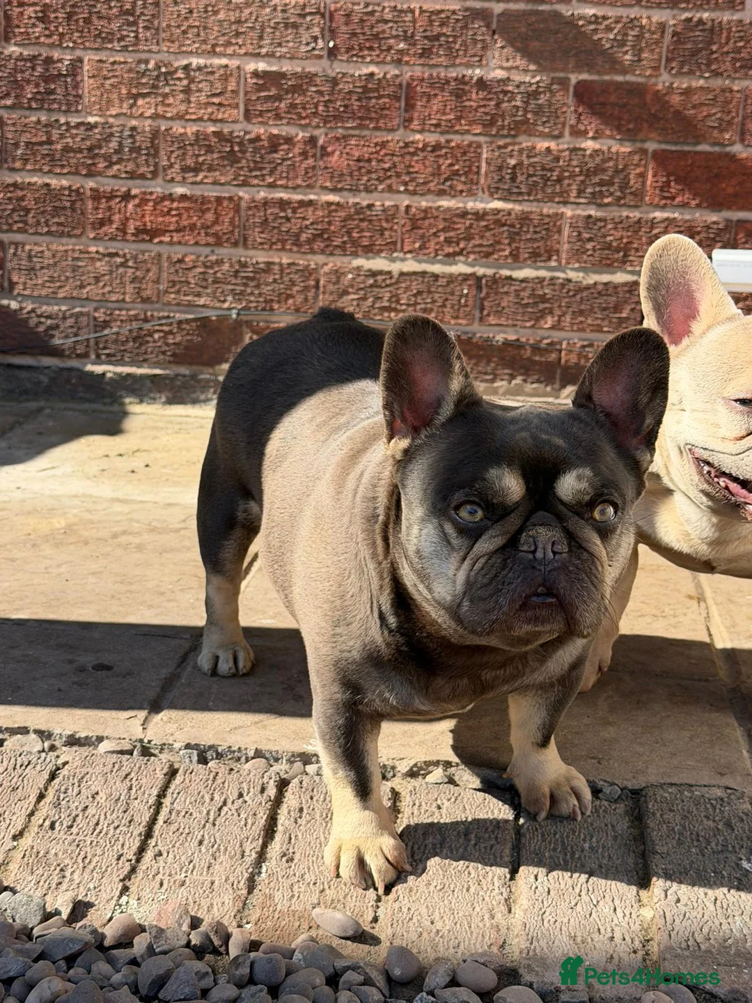 French Bulldog dogs for sale: French Bulldog - Advert 5