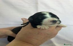 Bernedoodle dogs for sale: F1 standard Bernedoodle puppies. Licensed breeder - Image 14