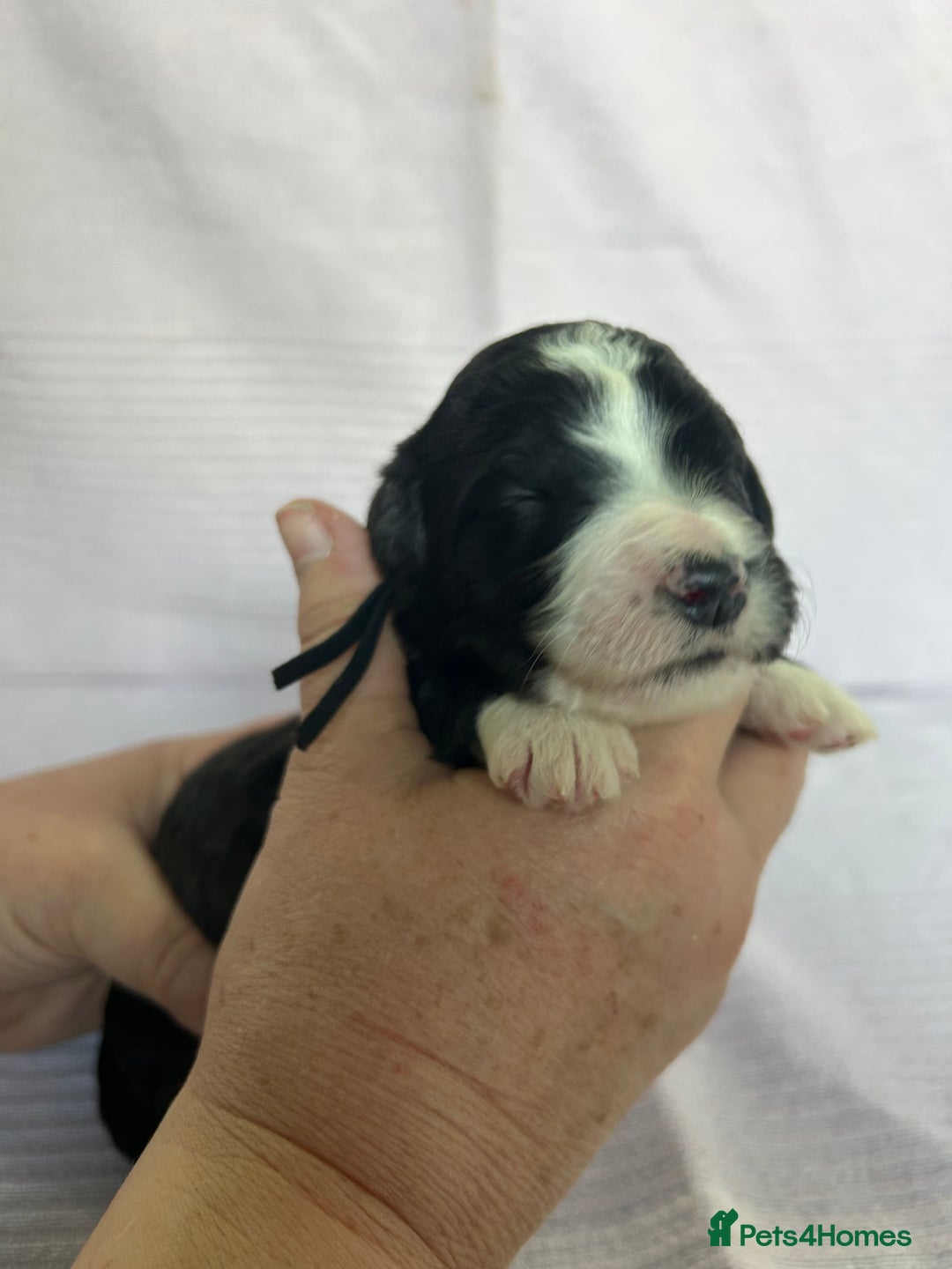Bernedoodle dogs for sale: F1 standard Bernedoodle puppies. Licensed breeder - Image 14