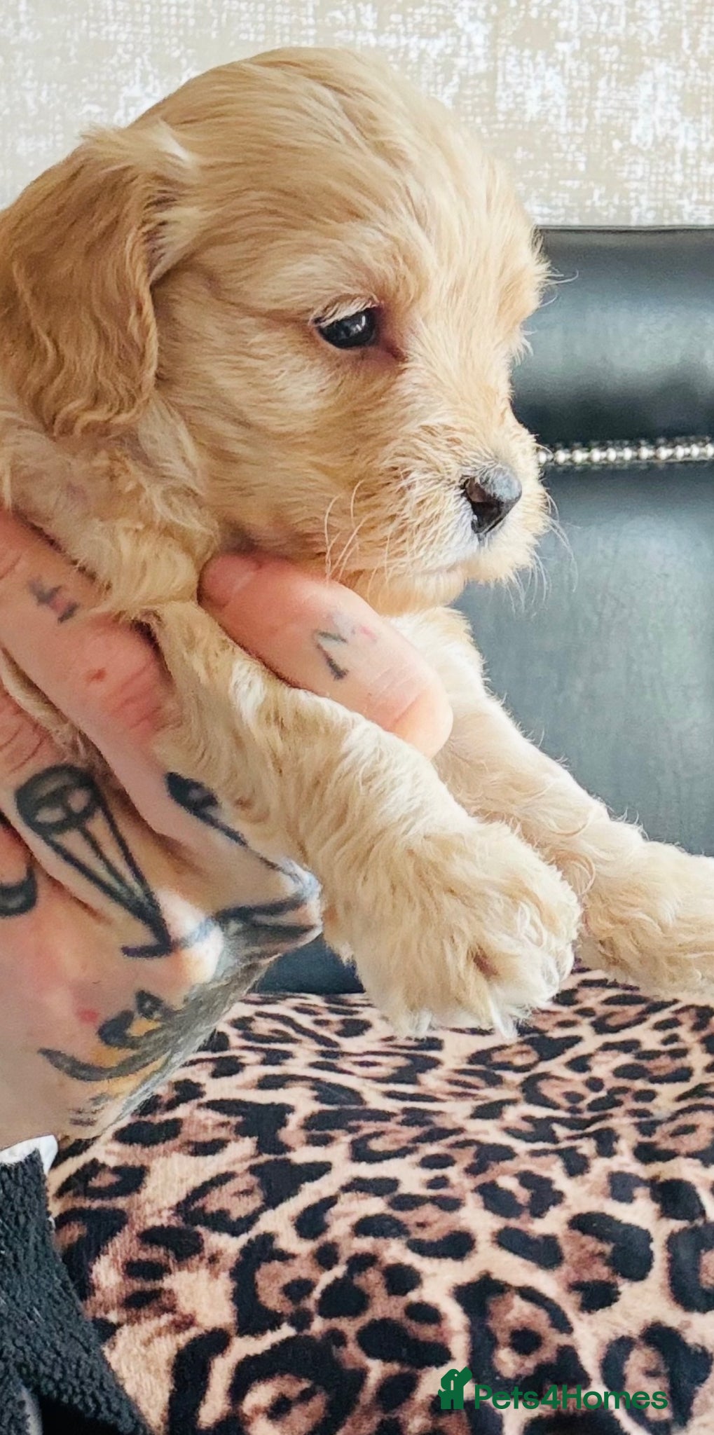 Cockapoo dogs 1 LEFT F1b cockapoos if live still available  - Advert 5