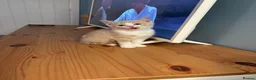 Mixed Breed cats for sale: Cream coloured female kitten  - Advert 5