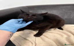 Mixed Breed cats for adoption: 🐈‍⬛Bernard🐈‍⬛ is looking for his forever home! - Image 2