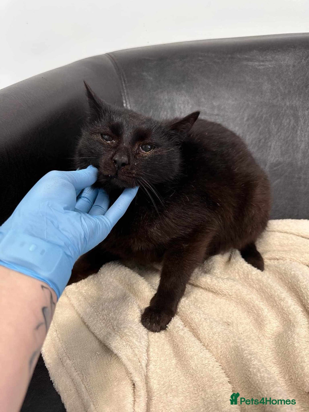 Mixed Breed cats for adoption: 🐈‍⬛Bernard🐈‍⬛ is looking for his forever home! - Image 2
