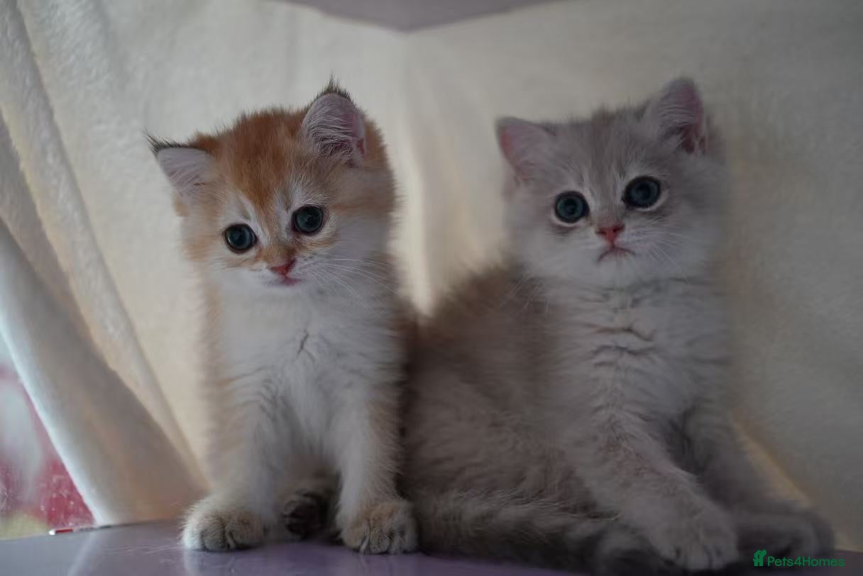 British Shorthair cats Beautiful British Shorthair Golden Shaded Kittens - Advert 1