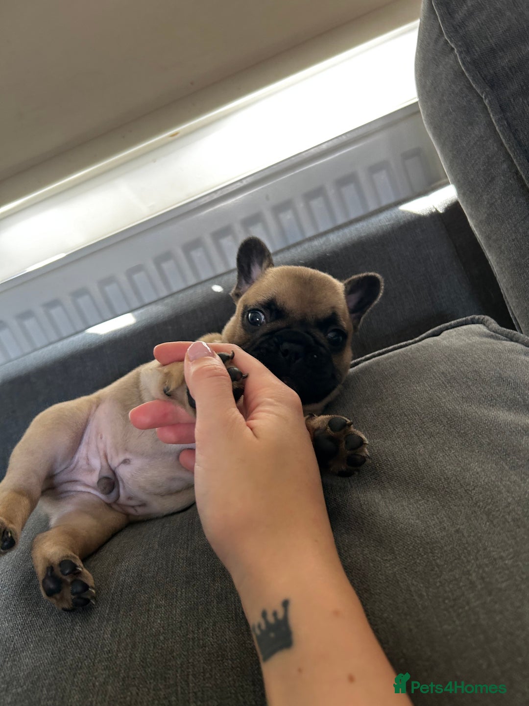 French Bulldog dogs for sale: FrenchAngels 👼🏼🐾 - Image 22