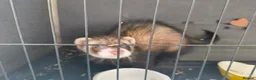 Ferret rodents for sale: Ferret looking for a loving new home 🦦❤️ in Hebden Bridge - Advert 3