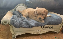 Cavapoo dogs for sale: Outstanding F1 Apricot Cavapoo puppies  - Image 8