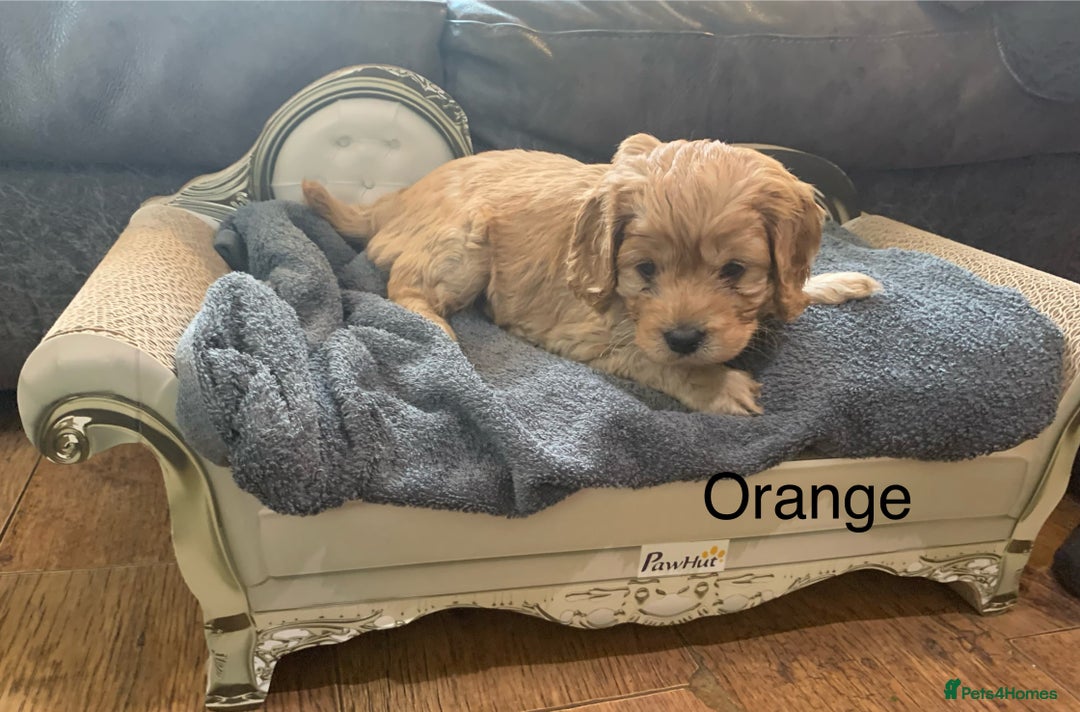 Cavapoo dogs for sale: Outstanding F1 Apricot Cavapoo puppies  - Image 8