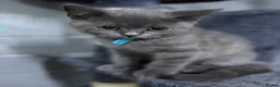 British Shorthair cats for sale: Stunning MALE BSH kitten ready now!  - Advert 4