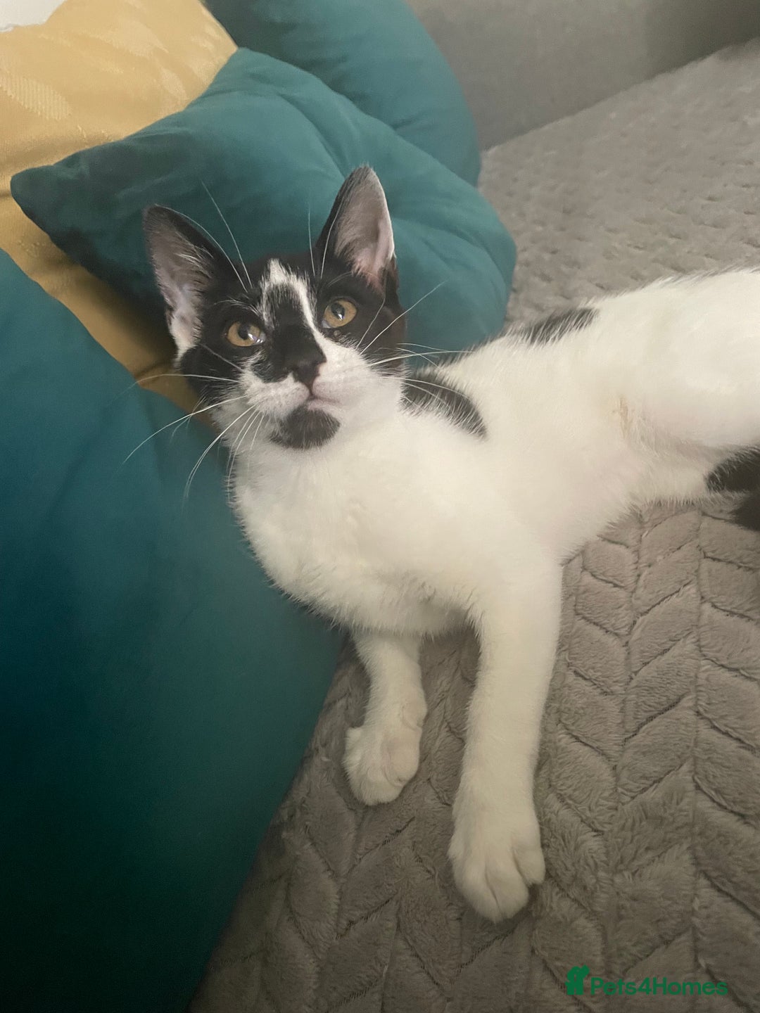 Mixed Breed cats for sale: Lots of cats/kittens up for adoption  - Image 1