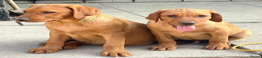 Labrador Retriever Puppy 5