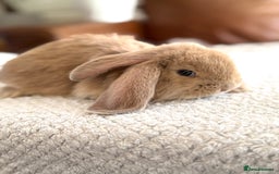 French Lop rabbits for sale: RESERVATIONS OPEN - Beautiful Baby French Lops - Image 4
