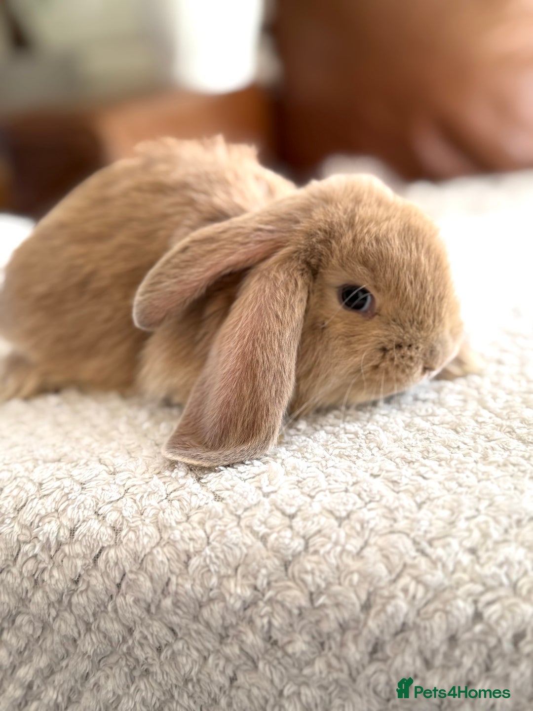 French Lop rabbits for sale: RESERVATIONS OPEN - Beautiful Baby French Lops - Image 4