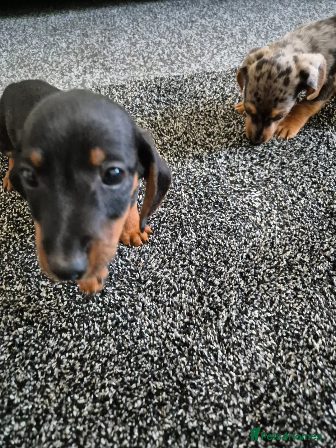 Miniature Dachshund dogs for sale: Miniature dachshund in Dalkeith - Advert 5