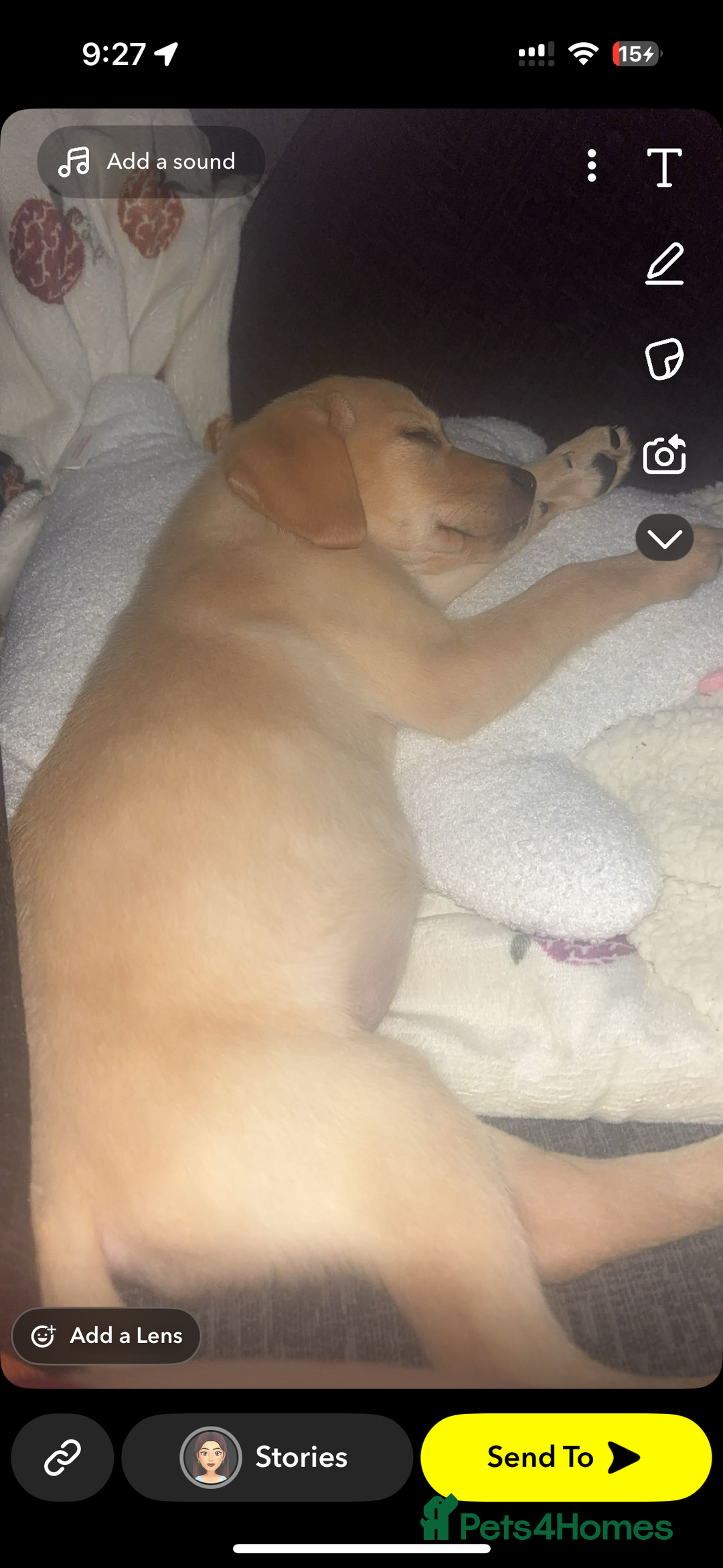 Labrador Retriever dogs for sale: Rehoming Puppy - Image 2