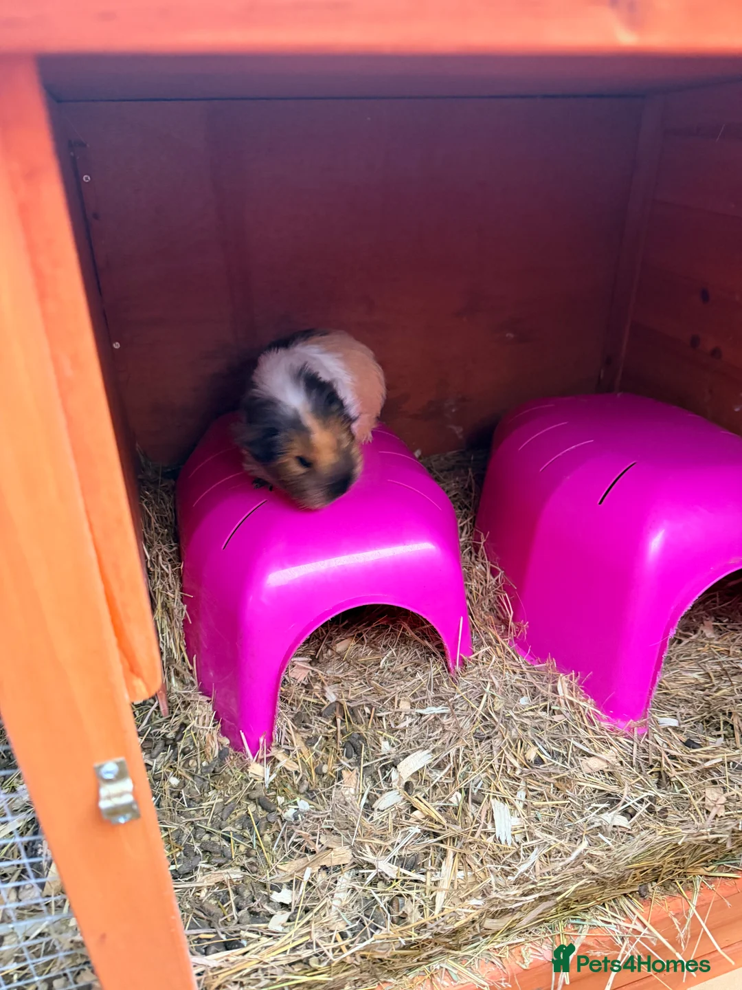 Guinea Pig rodents for sale: Guinea Pigs - Advert 2