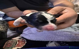 Border Collie dogs for sale: 7 beautiful border collie pups  - Image 6