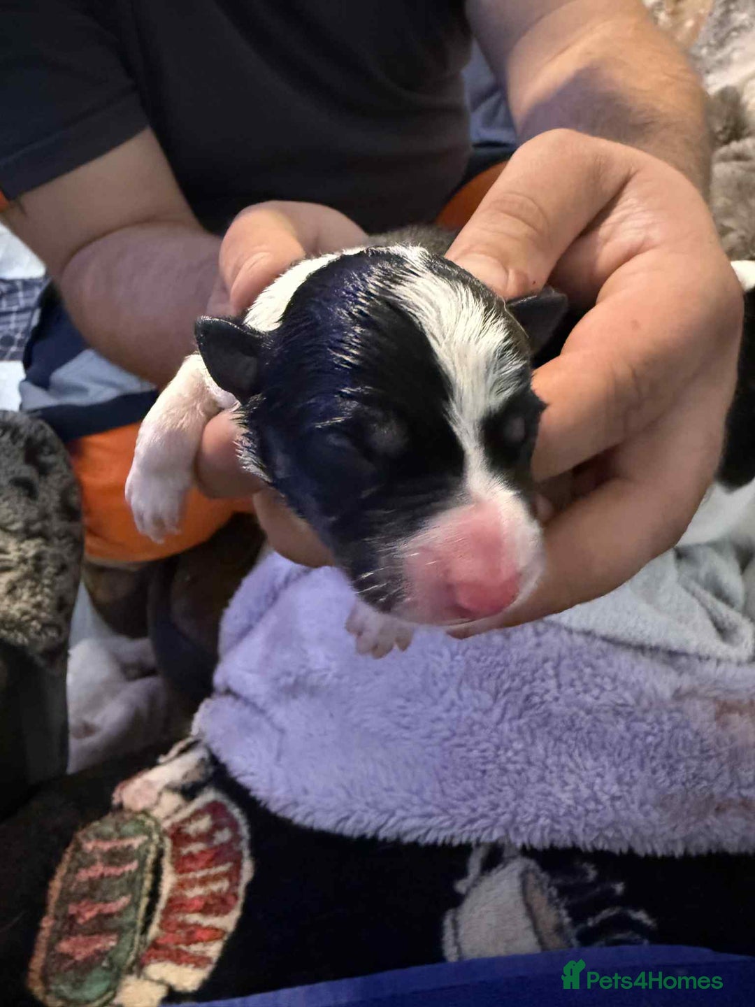 Border Collie dogs for sale: 7 beautiful border collie pups  - Image 6