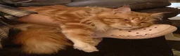 Maine Coon cats for sale: Full Maine Coon Kittens - Advert 4