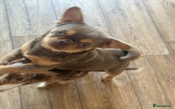 Chihuahua dogs for sale: Beautiful Chihuahua 9 months with passport - Image 4