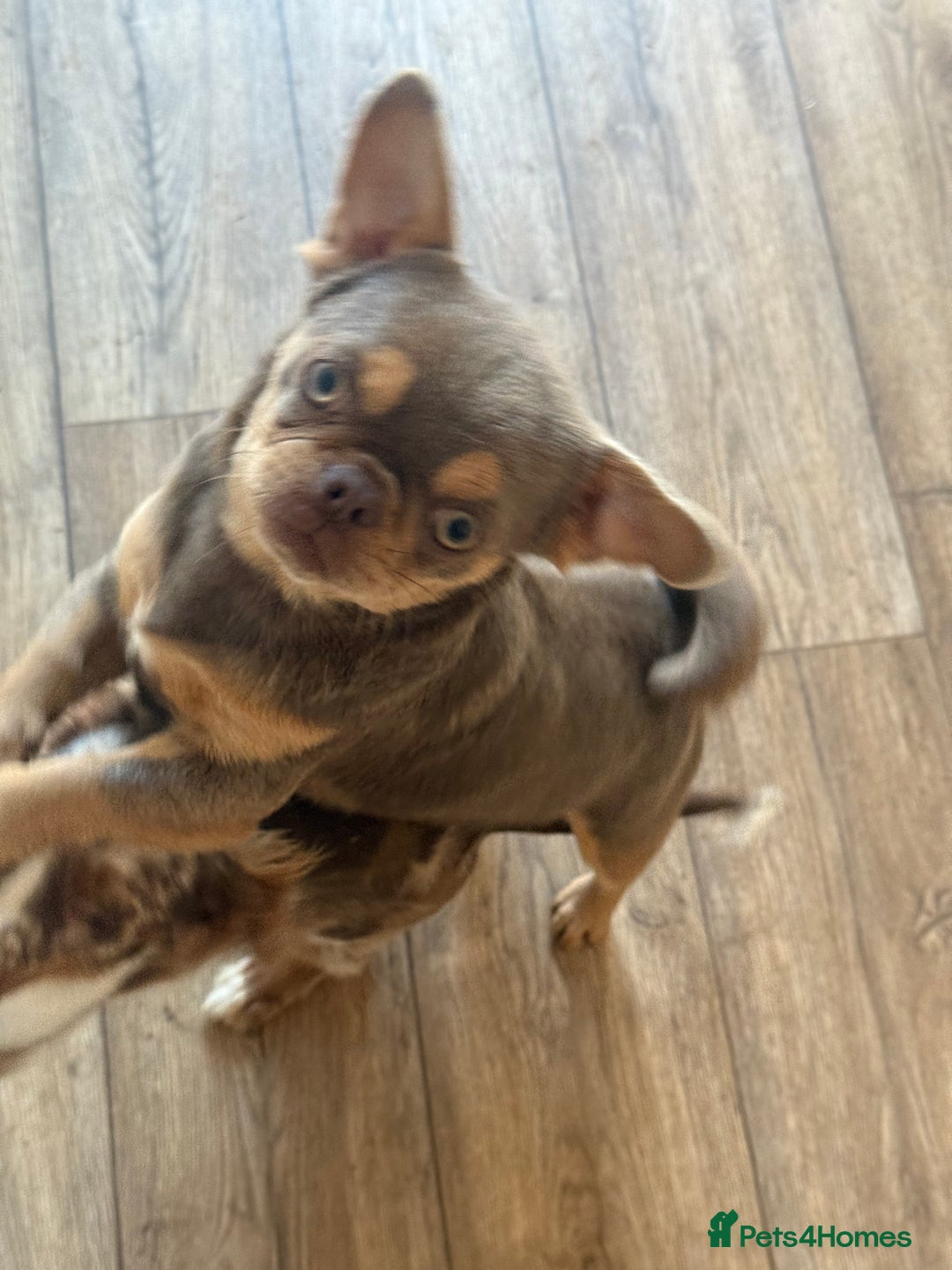 Chihuahua dogs for sale: Beautiful Chihuahua 9 months with passport - Image 4