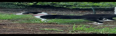 Border Collie 6