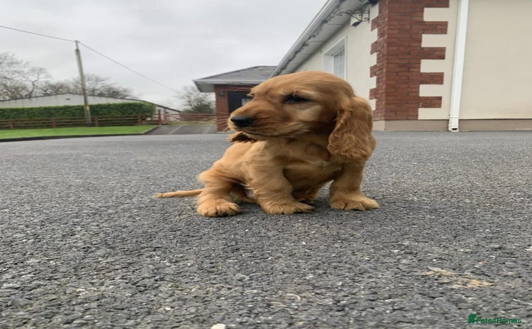 Cocker Spaniel dogs - Advert 1