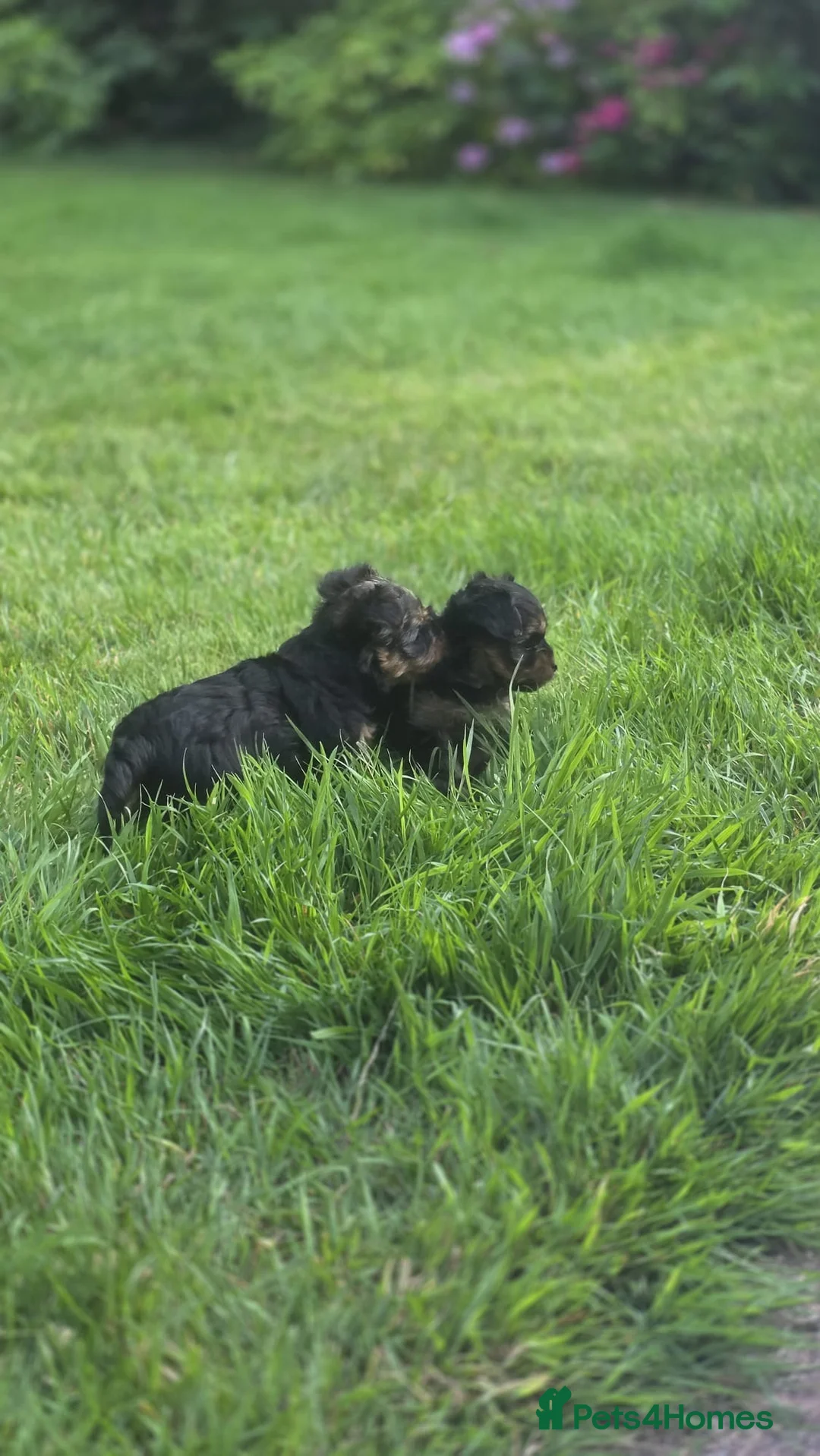 Yorkshire Terrier dogs for sale: Beautiful Yorkshire Terrier puppies 1boy 1girl  - Advert 11