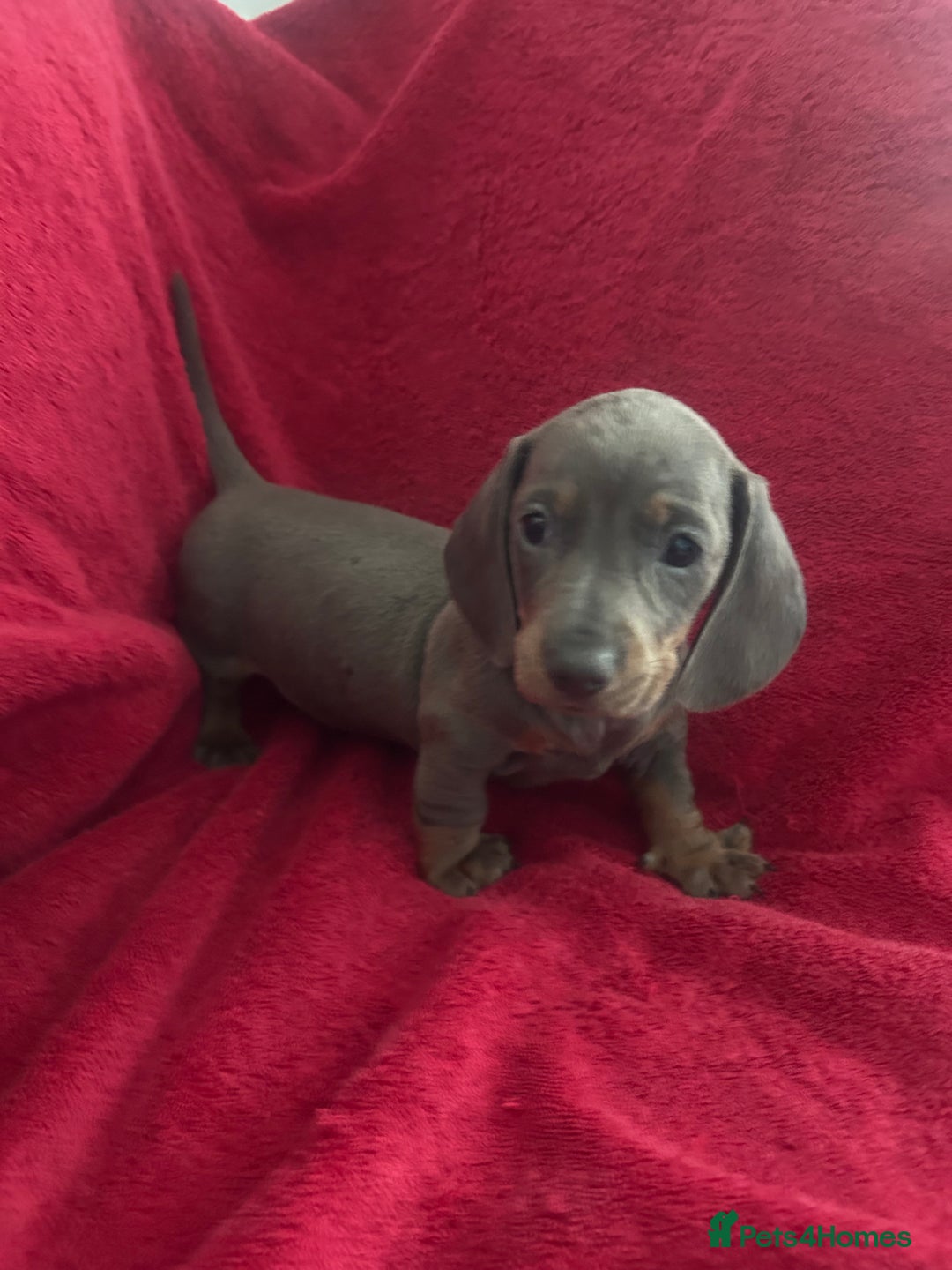 Miniature Dachshund dogs for sale: miniature dachshund puppies - Advert 9