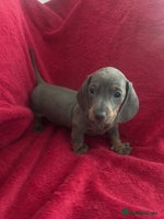 Miniature Dachshund dogs miniature dachshund puppies - Advert 10