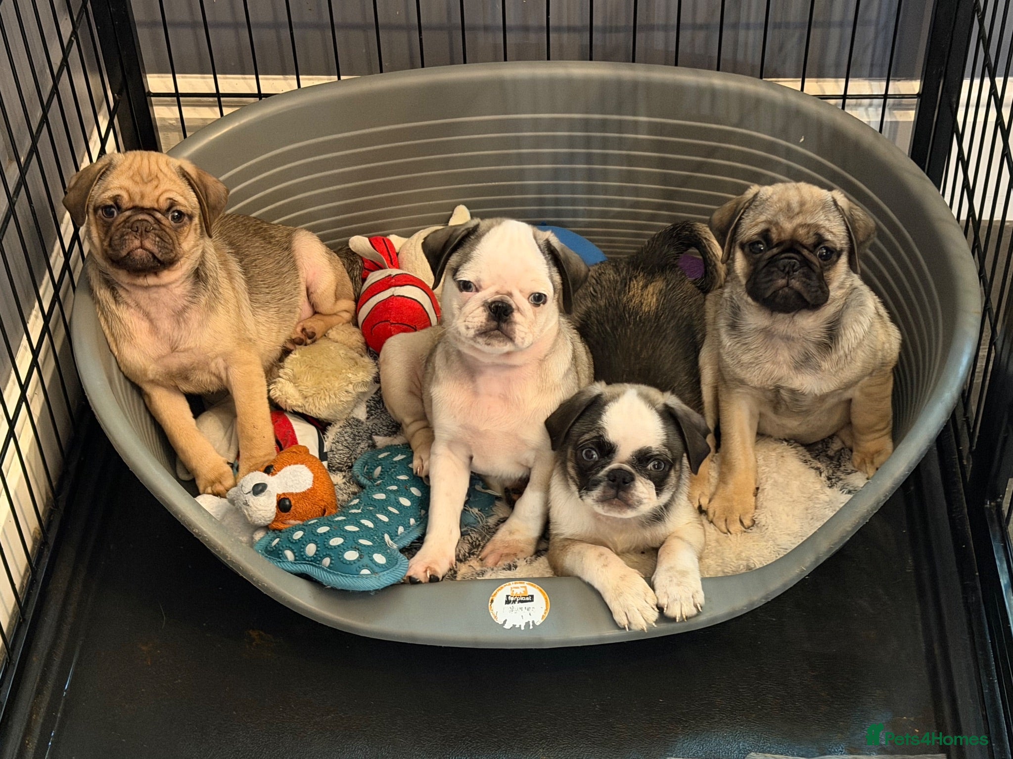 Pug dogs Gorgeous pug puppies  - Advert 4