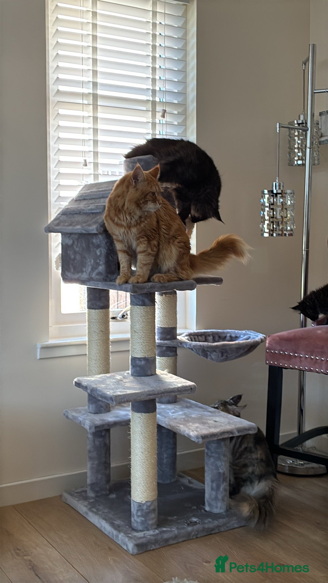 Maine Coon cats for sale: Ginger Maine coon boy - Image 3