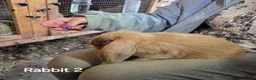 Mini Lop rabbits for sale: Mini lops forsale mixed sex - Advert 6