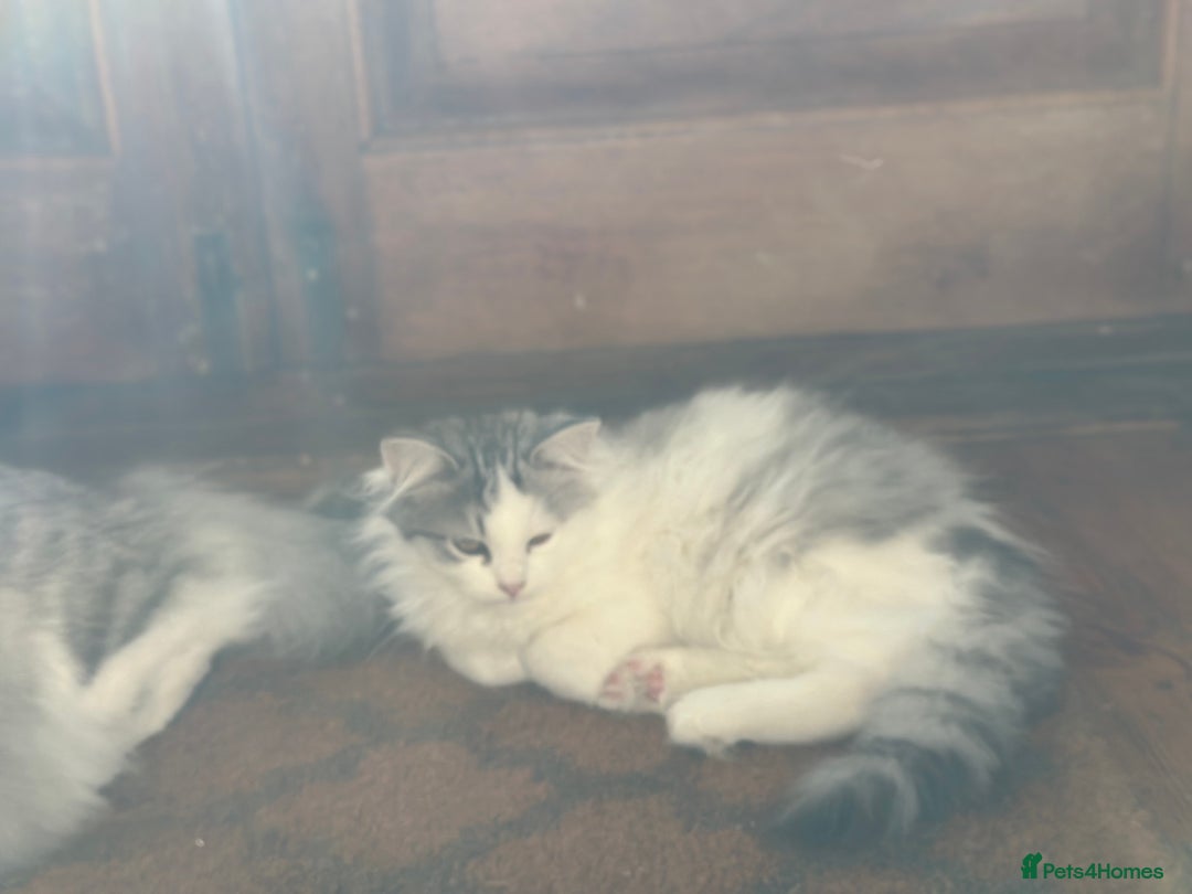 Siberian cats for sale: 2 Pedigree Siberian kittens hypoallergenic - ready - Advert 15