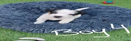 Jack Russell dogs for sale: BEAUTIFUL JACK RUSSELL PUPPIES AVAILABLE - Advert 24