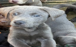 Labrador Retriever dogs for sale: Stunning Labrador puppies for sale  in Lostwithiel - Image 19