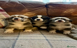 Welsh Corgi Pembroke dogs for sale: KC Registered Cuties! Pembrokeshire Corgi Puppies - Image 1